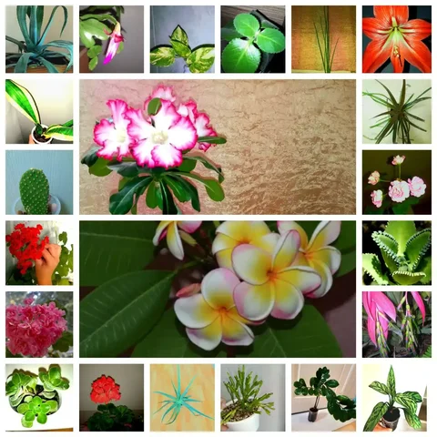 Продажа комнатных растений в Ижевске - частное объявление в Ижевск