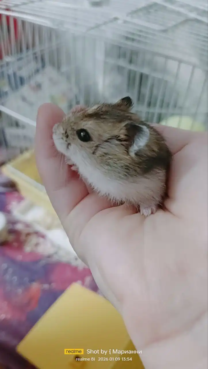 Отдам хомячат бесплатно