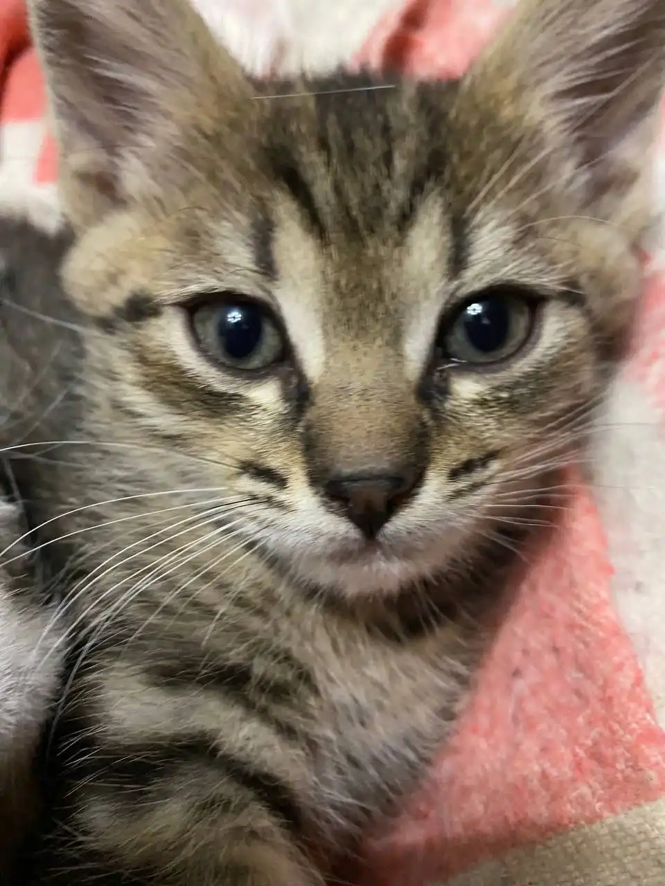 Котенок в добрые руки - Кошки (Животные) в Ижевск