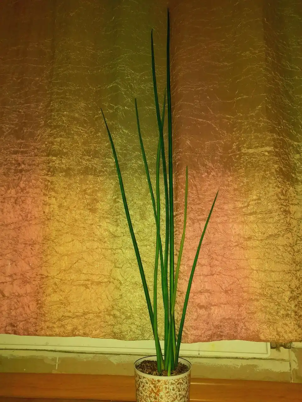 Сансевьерия цилиндрическая высотой 1,5м - Растения (Барахолка) в Ижевск