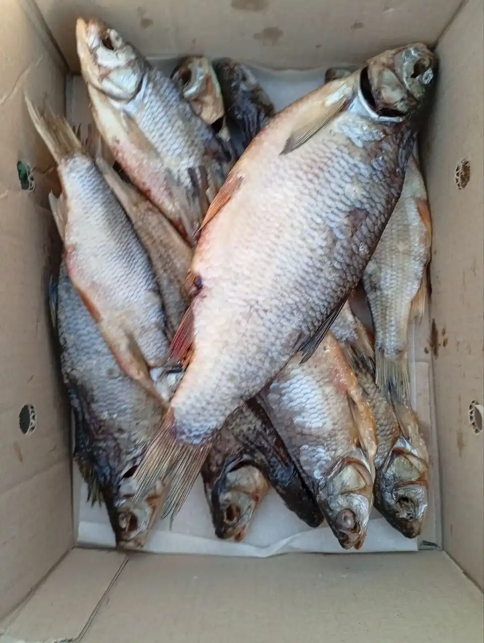 Свежая партия рыбы - Хобби и отдых в Казань
