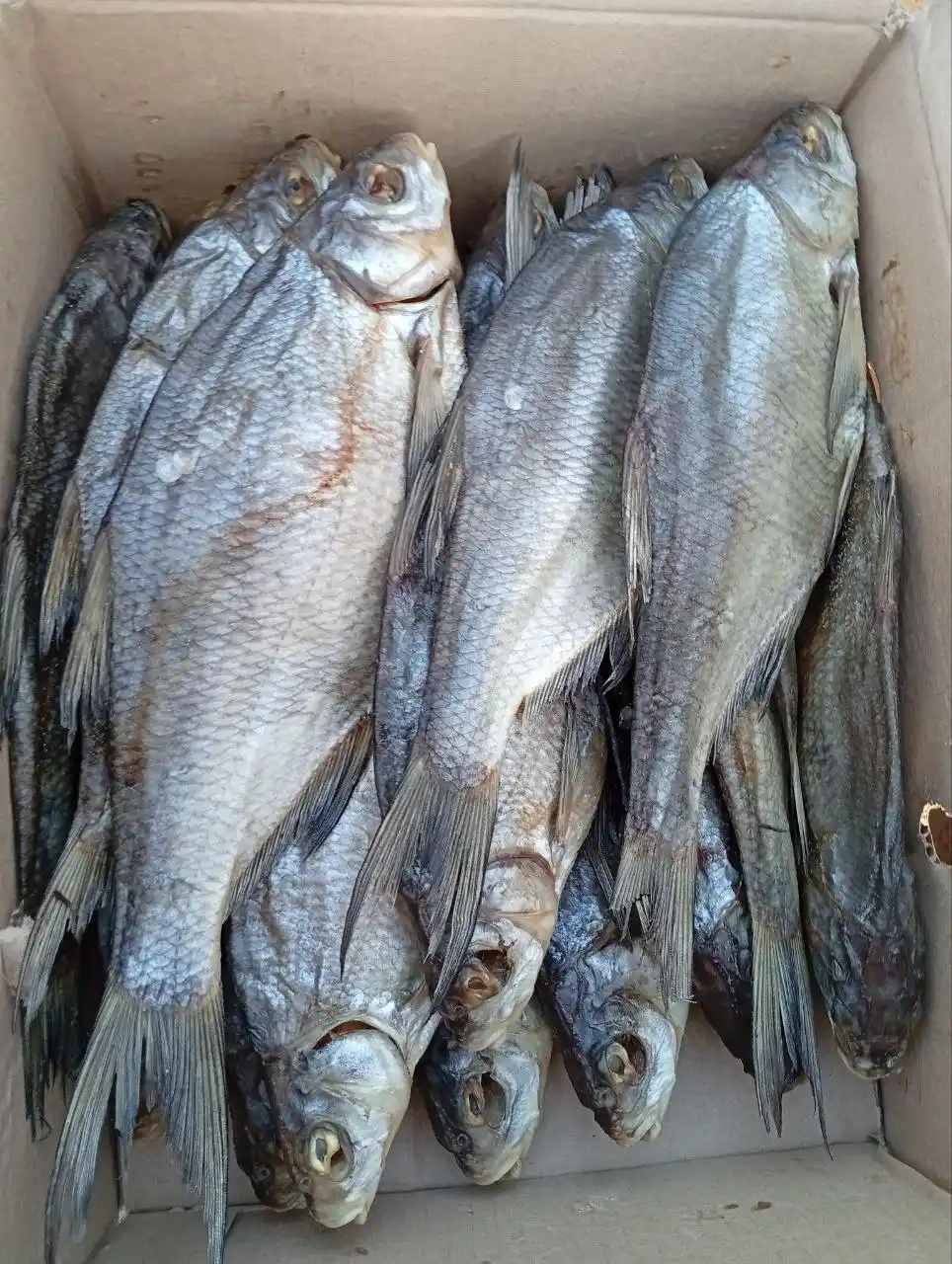Свежая партия рыбы