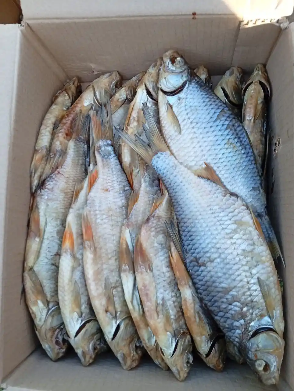Свежая партия рыбы
