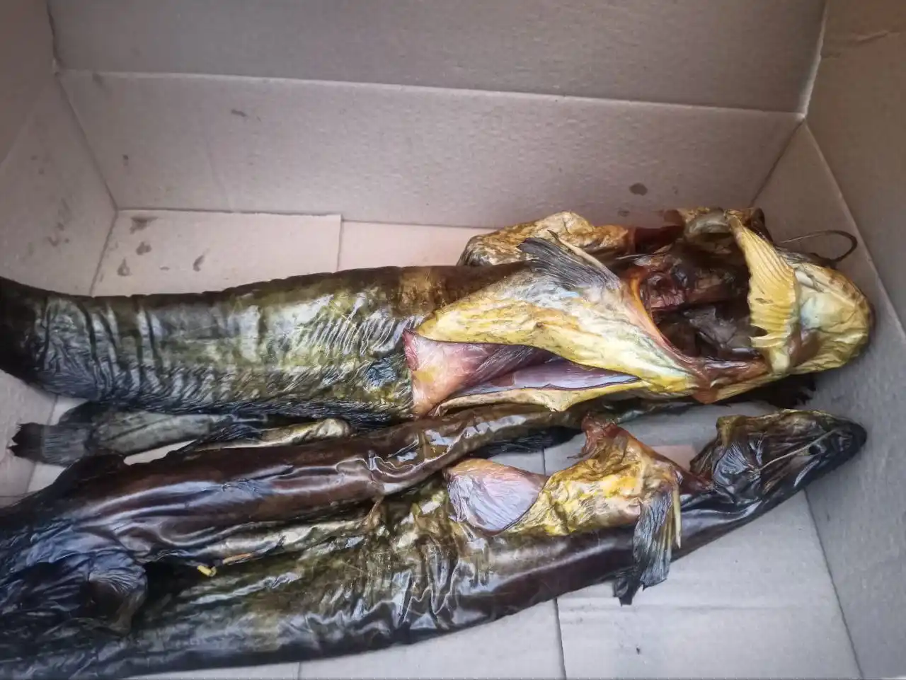 Свежая партия рыбы