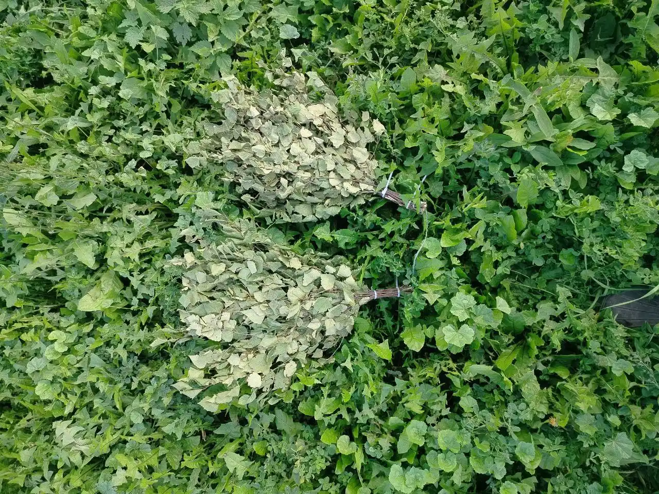 Березовые веники - Хобби и отдых в Казань