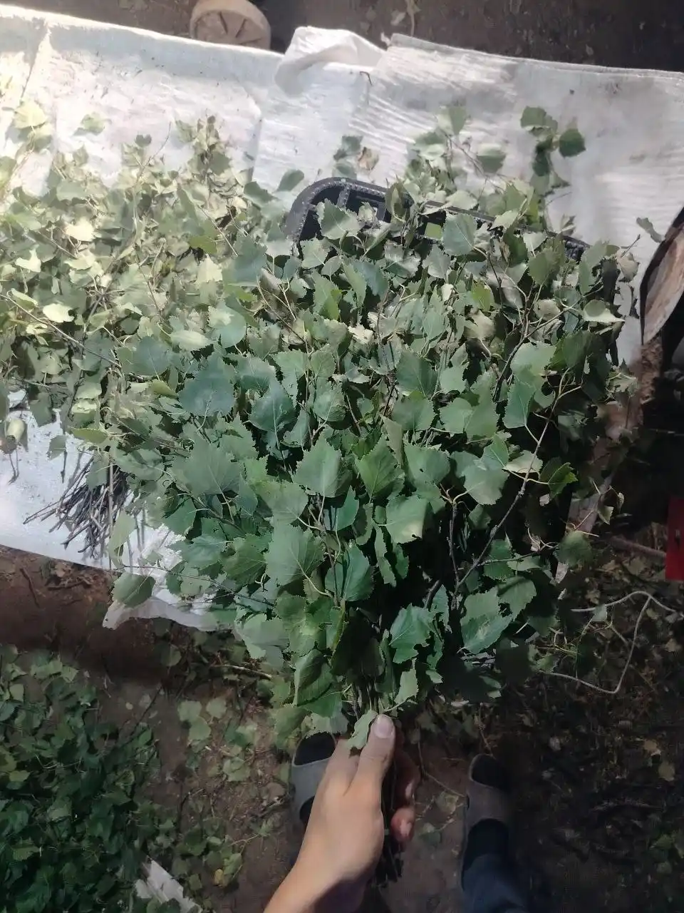 Березовые веники