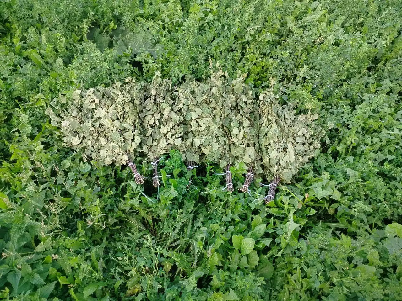 Березовые веники