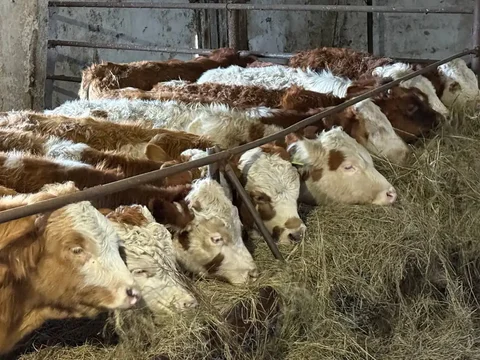 Продажа бычков оптом - Животные в Казань