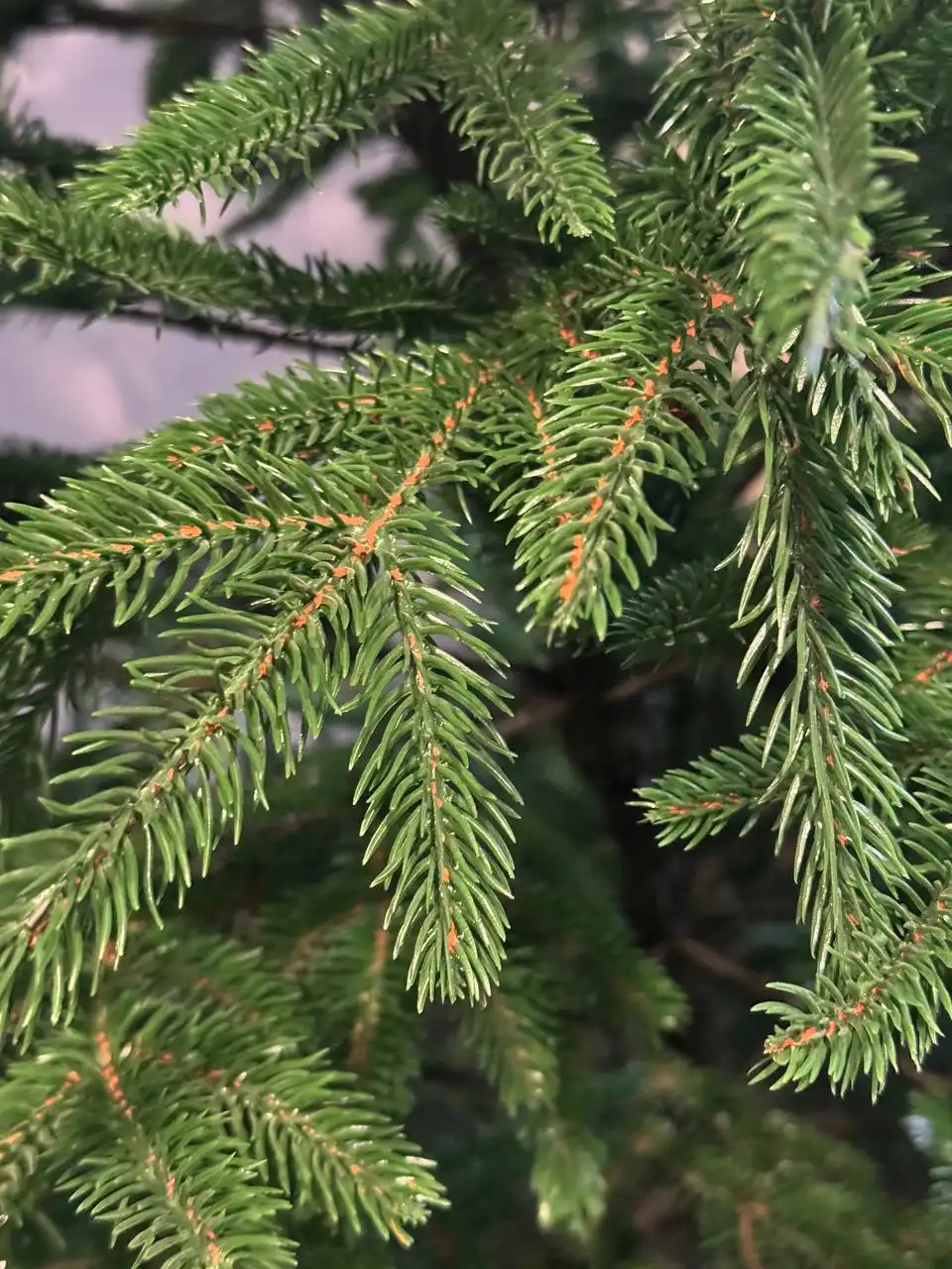 Продам елочку 230 см