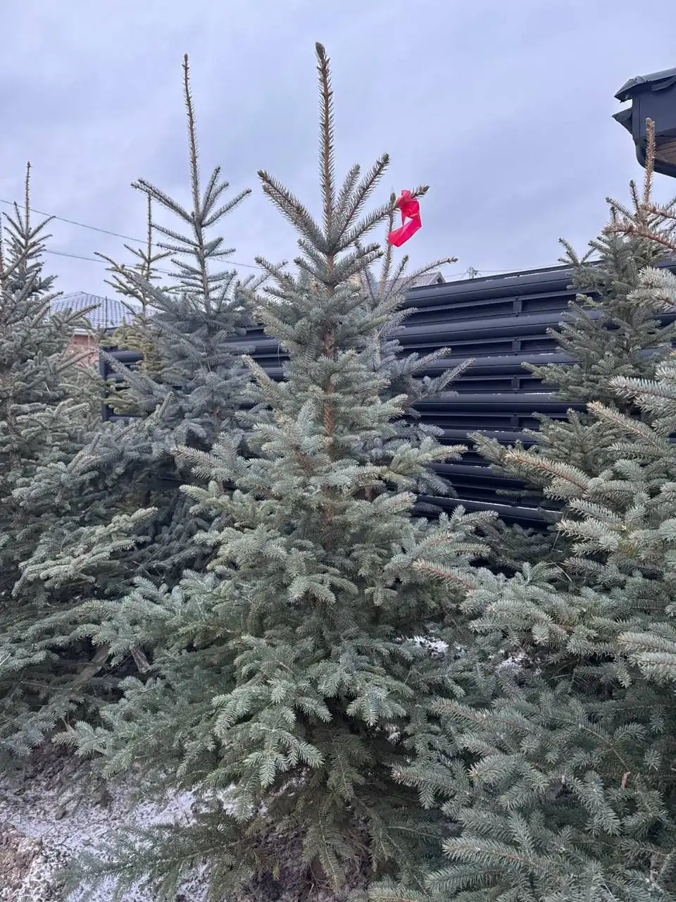 Голубые ели и пихты в горшках