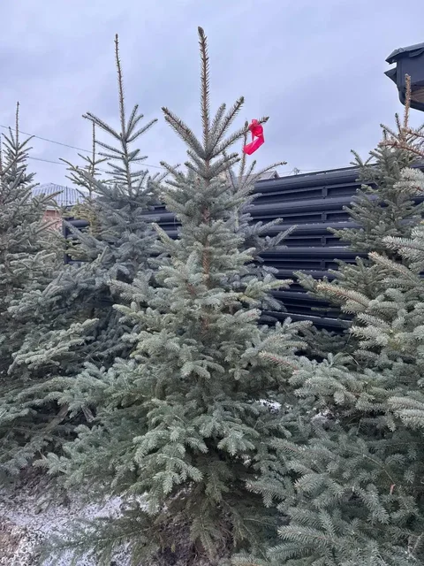 Голубые ели и пихты в горшках - Для дома и дачи в Казань