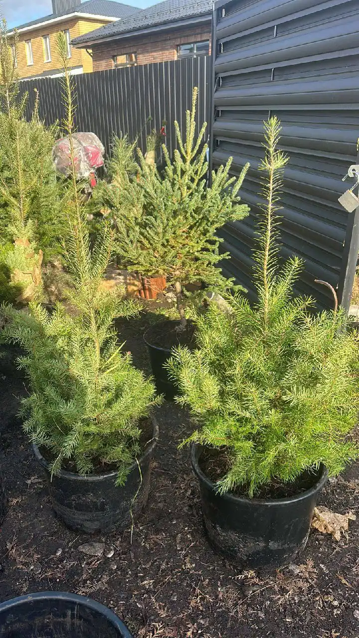 Голубые ели и пихты в горшках