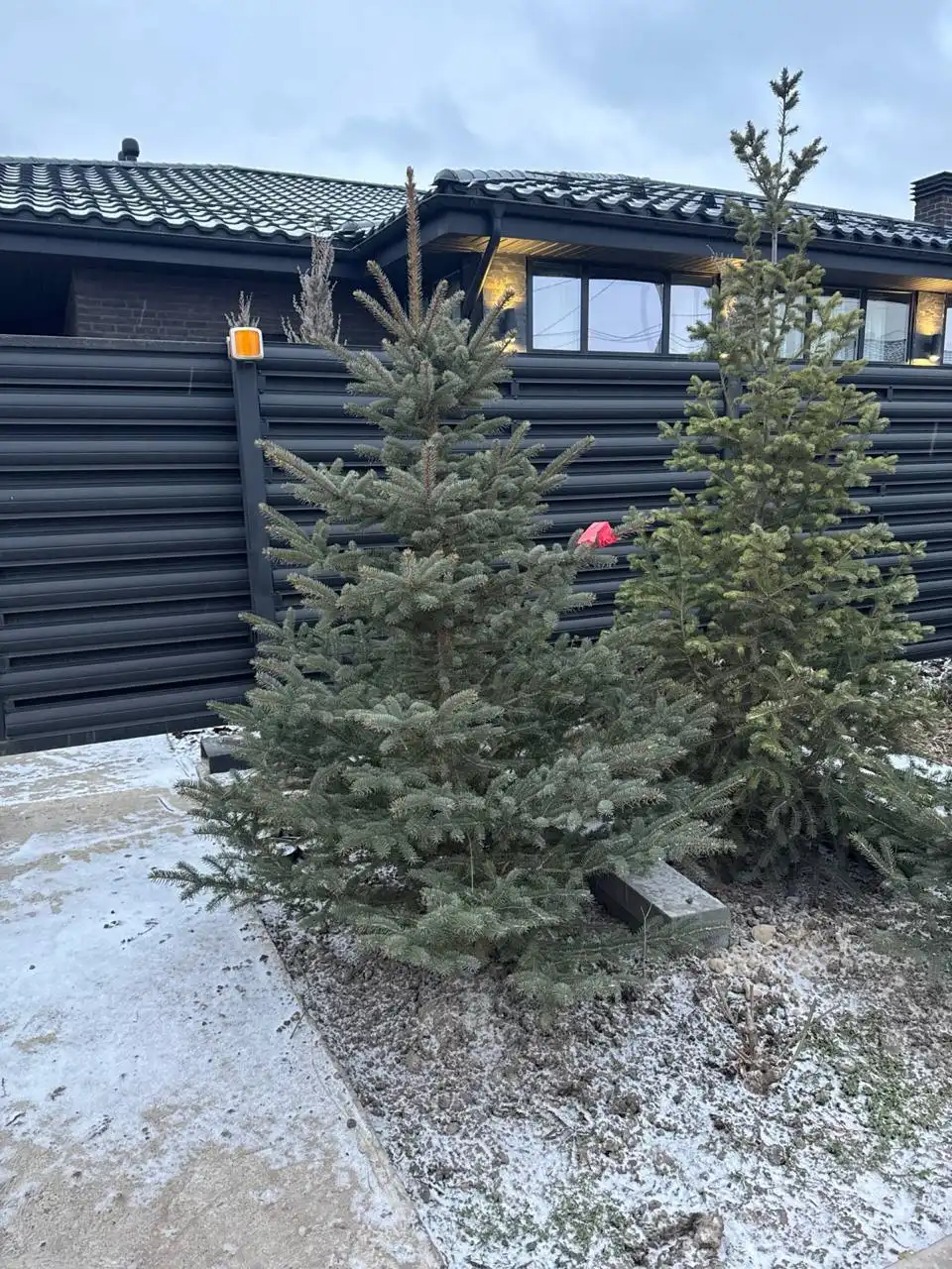 Голубые ели и пихты в горшках в наличии