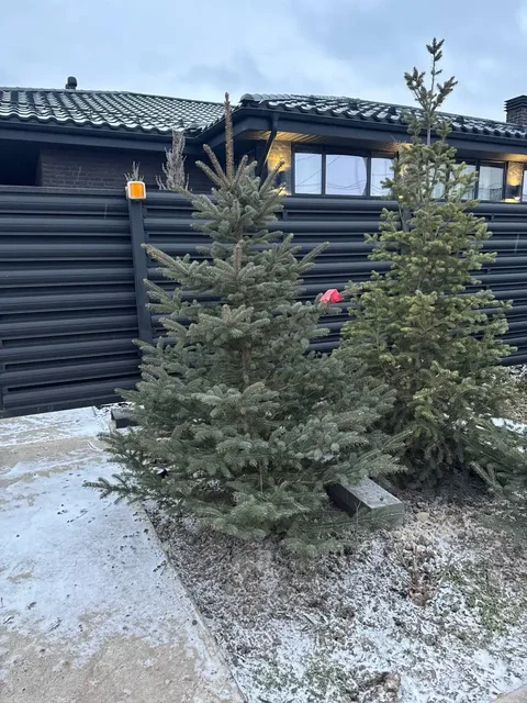 Голубые ели и пихты в горшках в наличии - Хобби и отдых в Казань