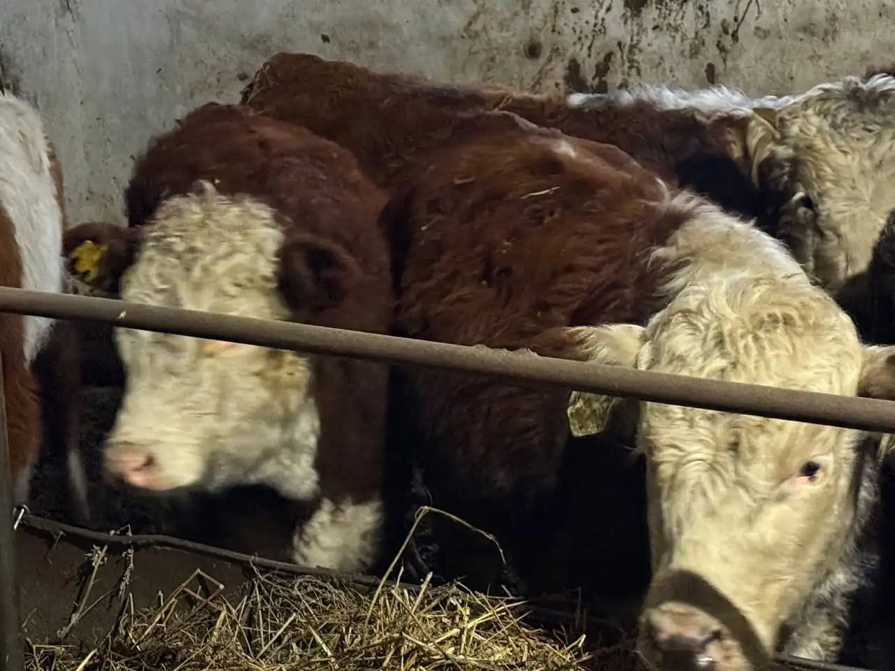 Продажа бычков и телят разных пород