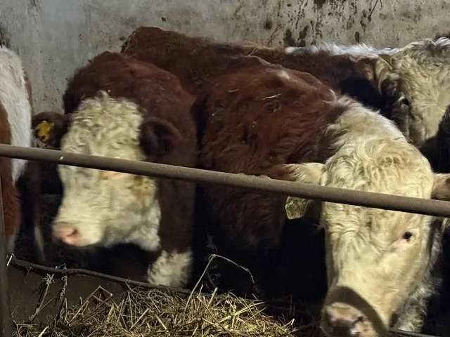 Продажа бычков и телят разных пород - Животные в Казань