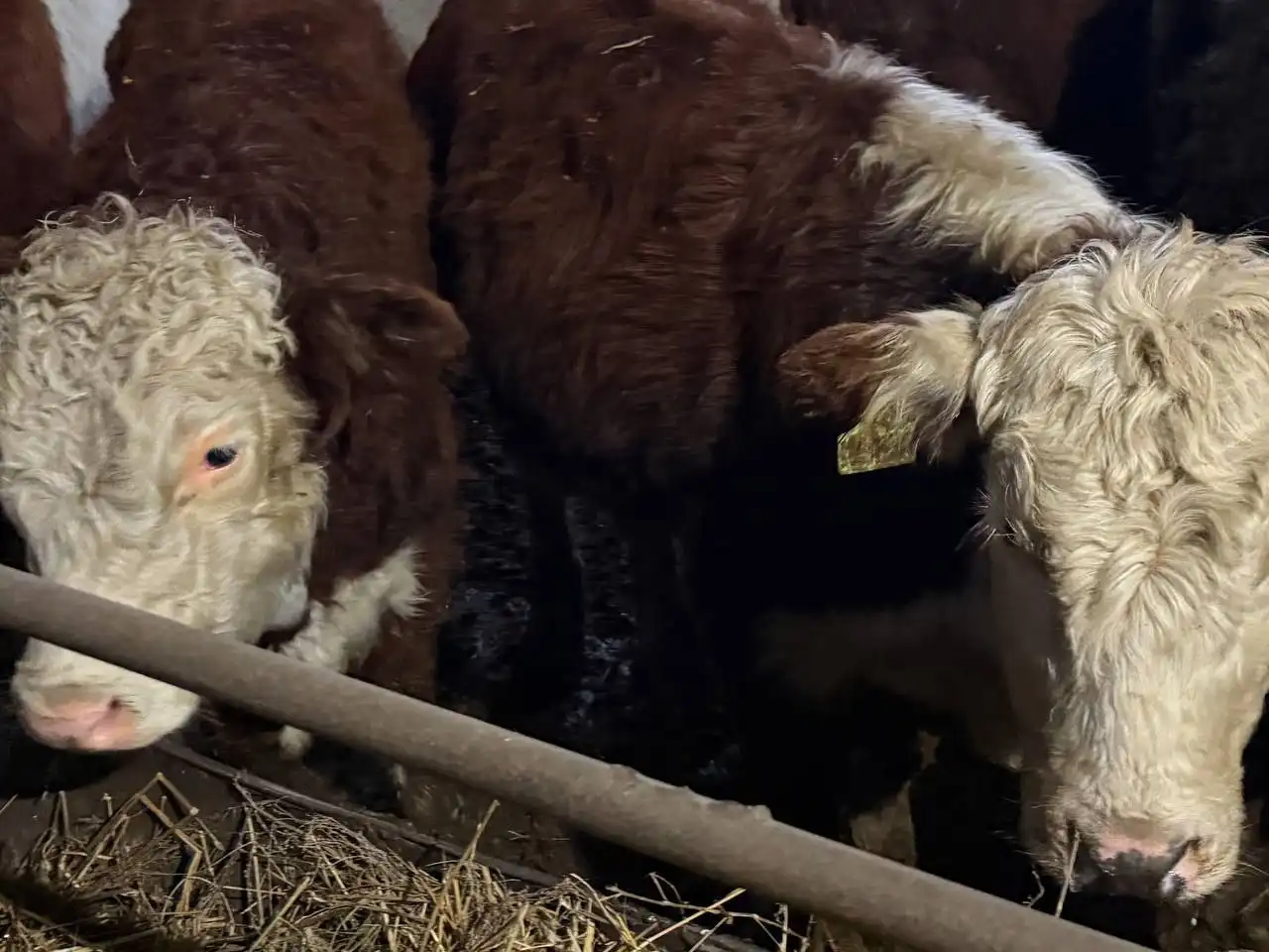 Продажа бычков и телят разных пород