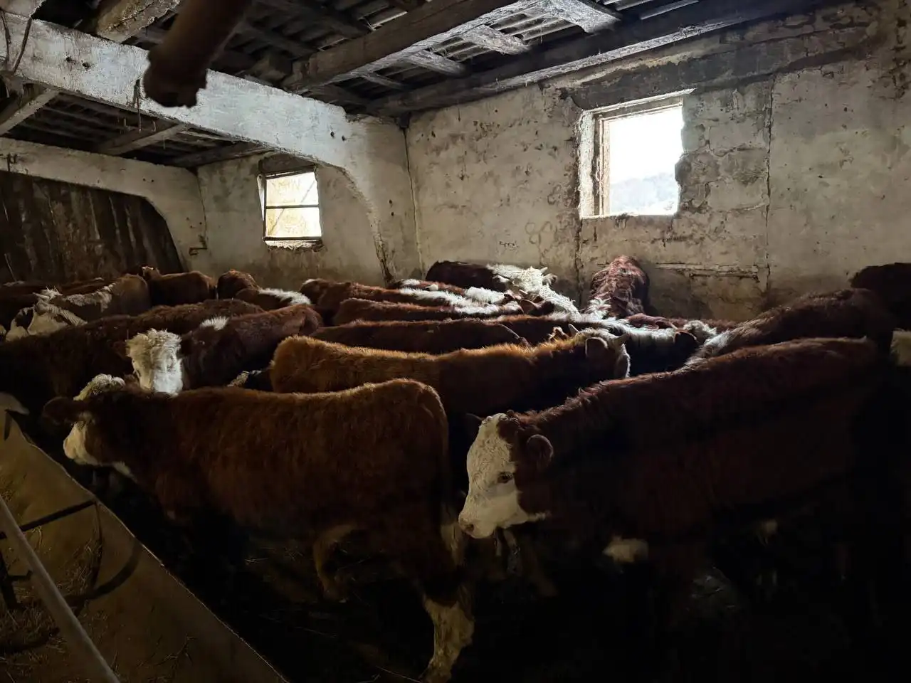 Продажа бычков и телят разных пород