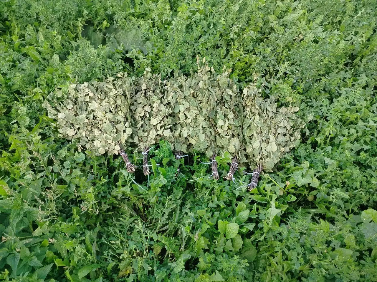 Березовые веники в продаже