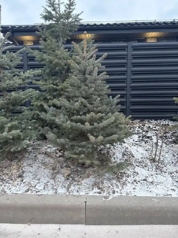 Голубые ели в наличии