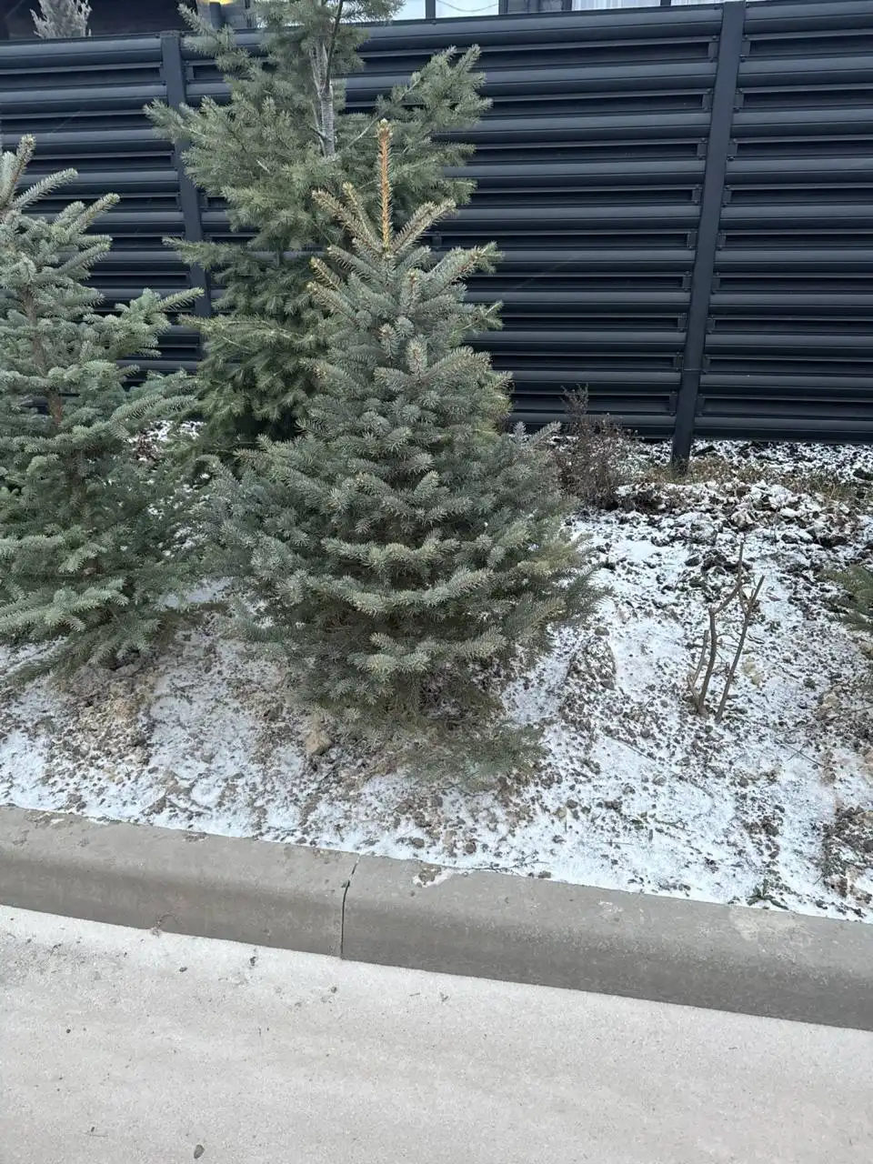 Голубые ели в наличии