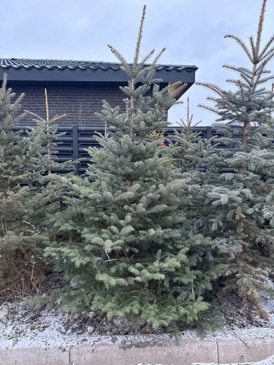 Голубые ели в наличии