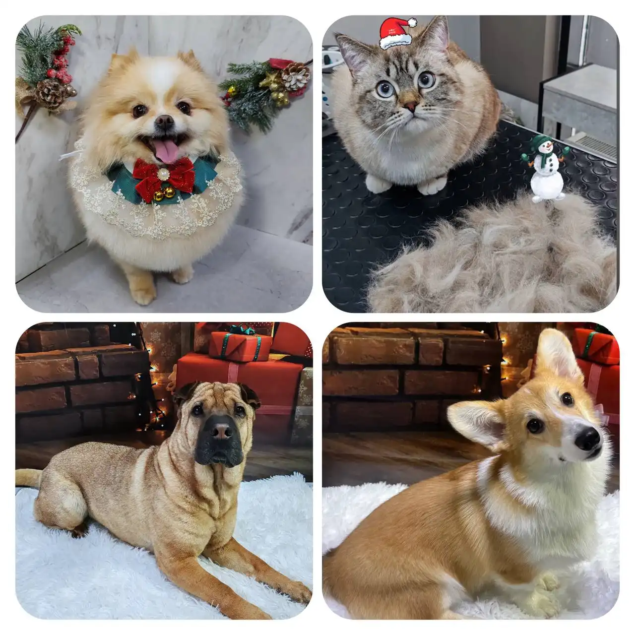 Груминг-услуги для собак и кошек в салоне Pet Project