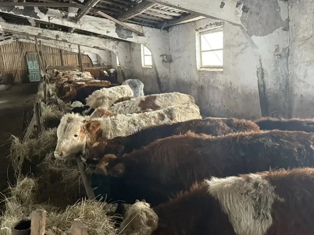 Продажа бычков 30 голов - частное объявление в Казань