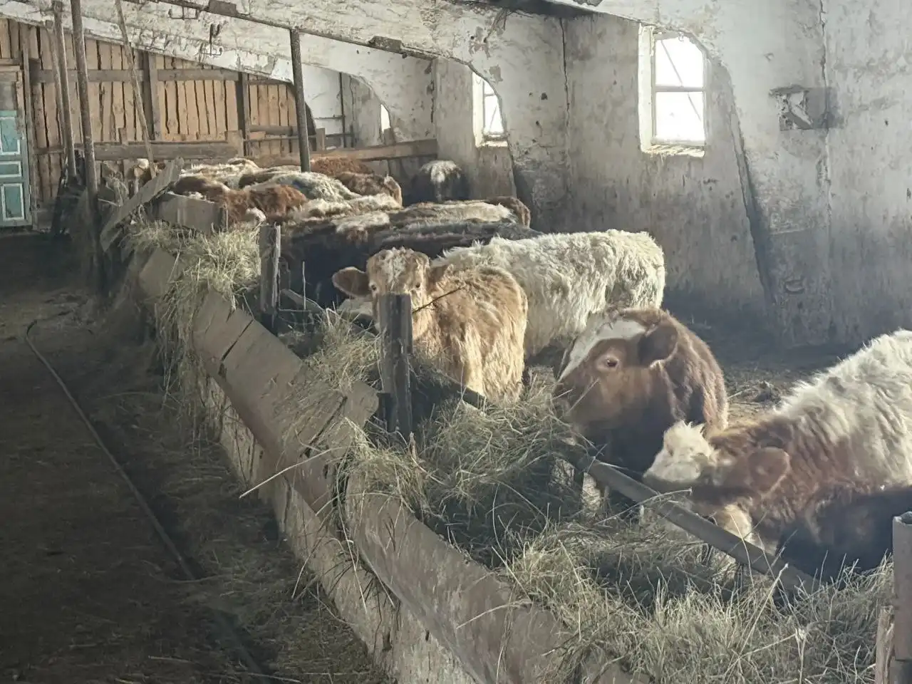 Продажа бычков 30 голов