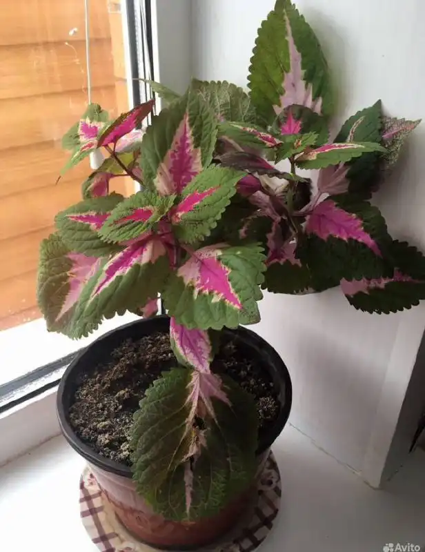 Объявление о продаже в Казани