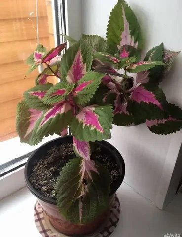 Объявление о продаже в Казани - Инструменты в Казань