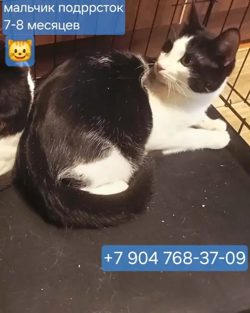 Котята 6-7 месяцев ищут дом - Животные в Казань