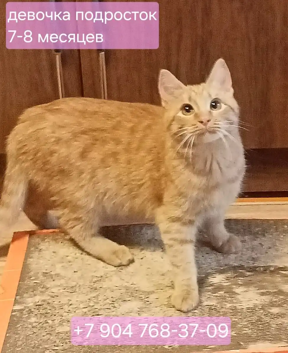 Котята 6-7 месяцев ищут дом