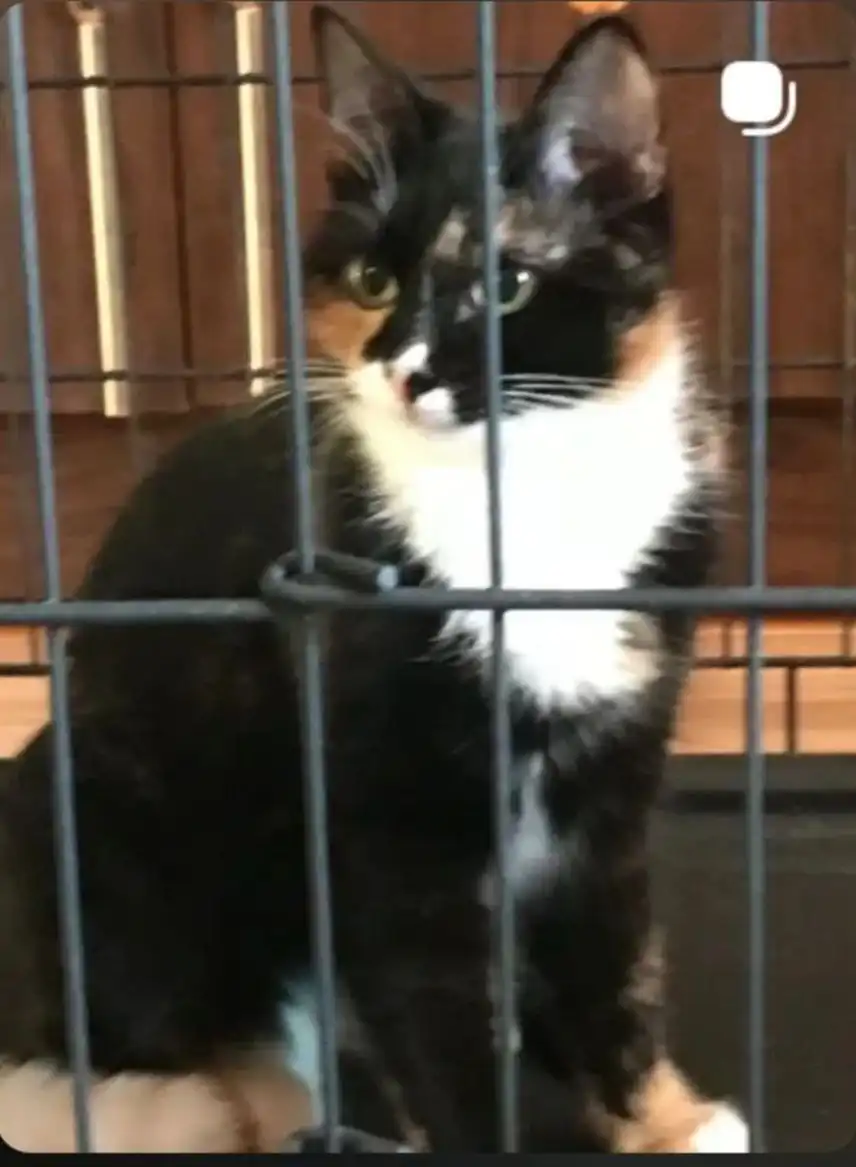 Котята 6-7 месяцев ищут дом