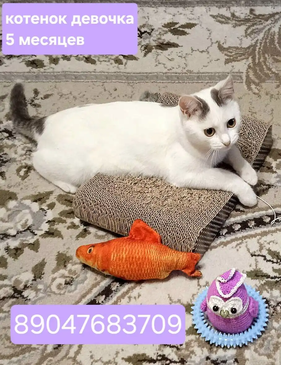 Котята 6-7 месяцев ищут дом