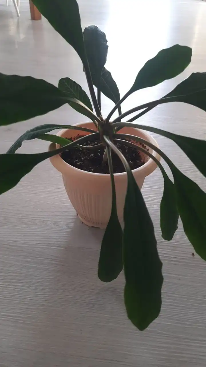 Пристраиваю с м.Дубравная