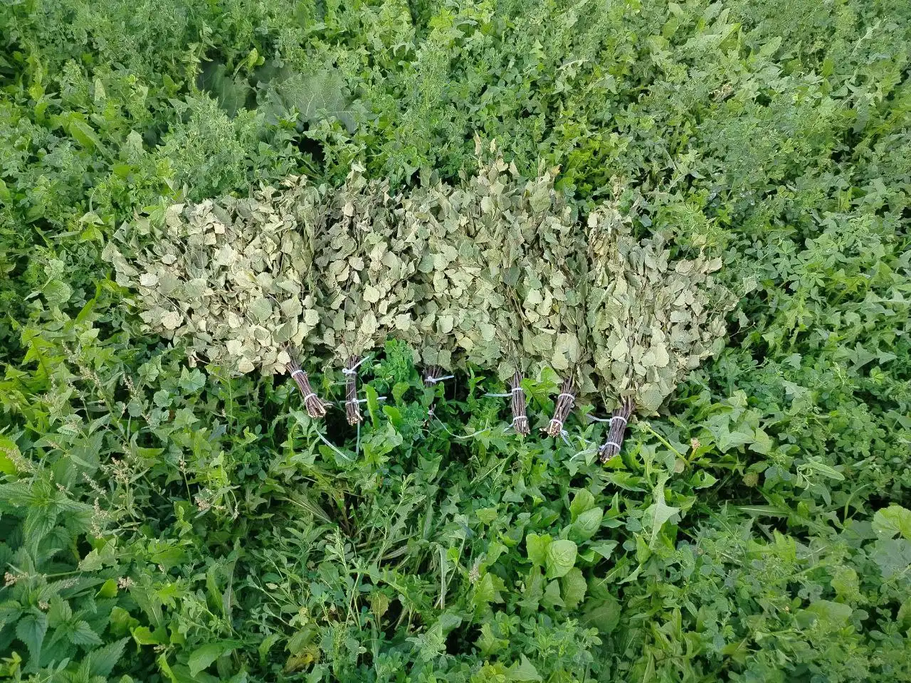 Продажа березовых веников