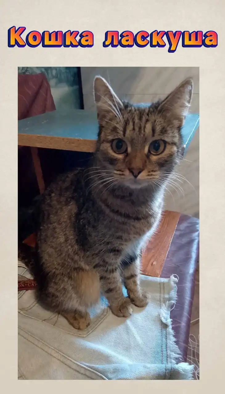 Отдаем молодую ласковую кошечку
