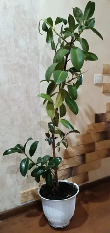 Продам фикус высотой более метра - Барахолка в Казань
