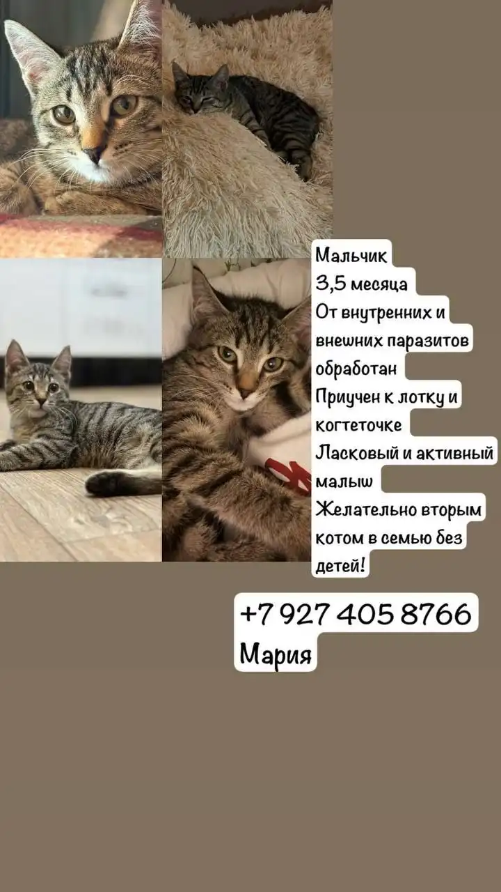 Котёнок мальчик 3 месяца ищет дом - Кошки (Животные) в Казань