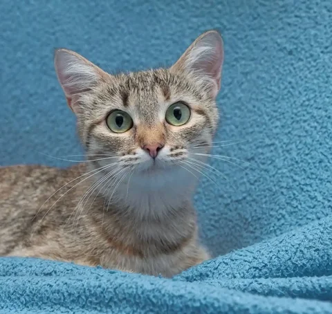 Молодая кошечка на счастье - Животные в Казань