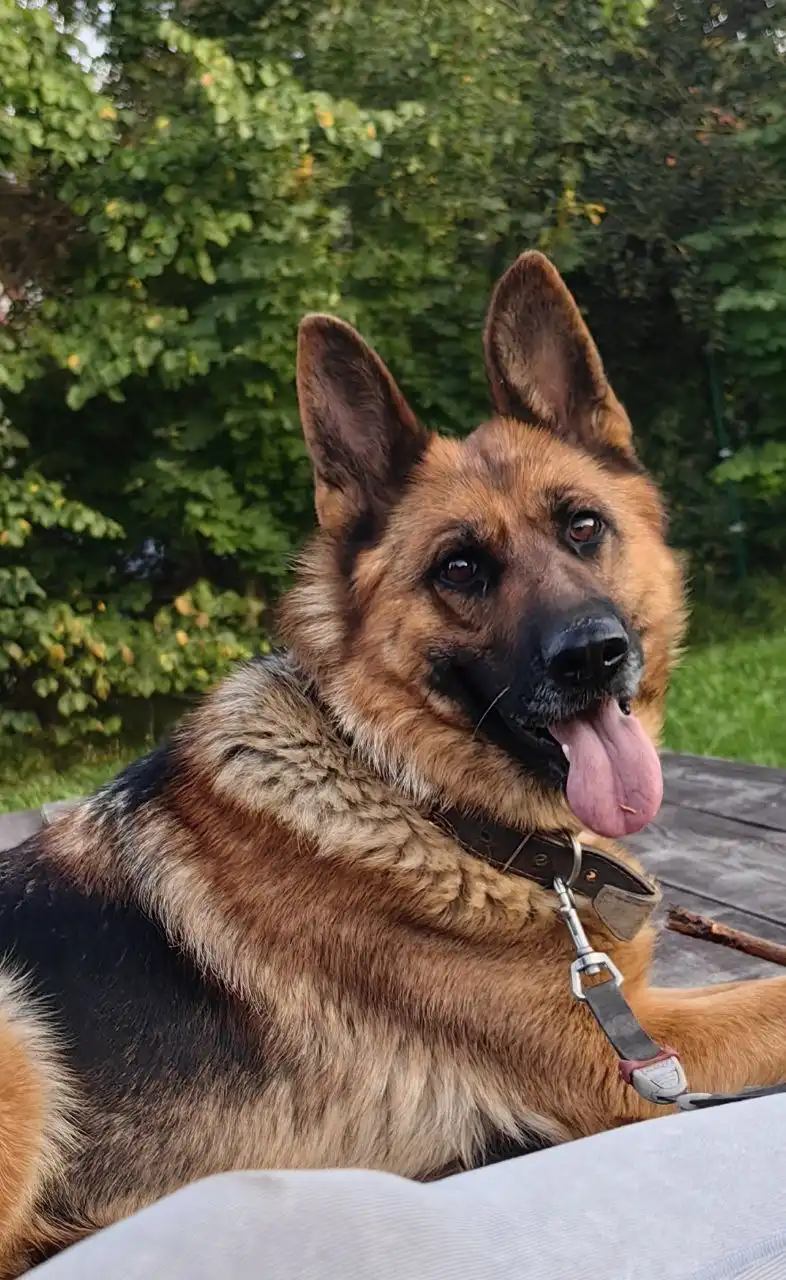 Щенки от немецкой овчарки в добрые руки - Собаки (Животные) в Казань