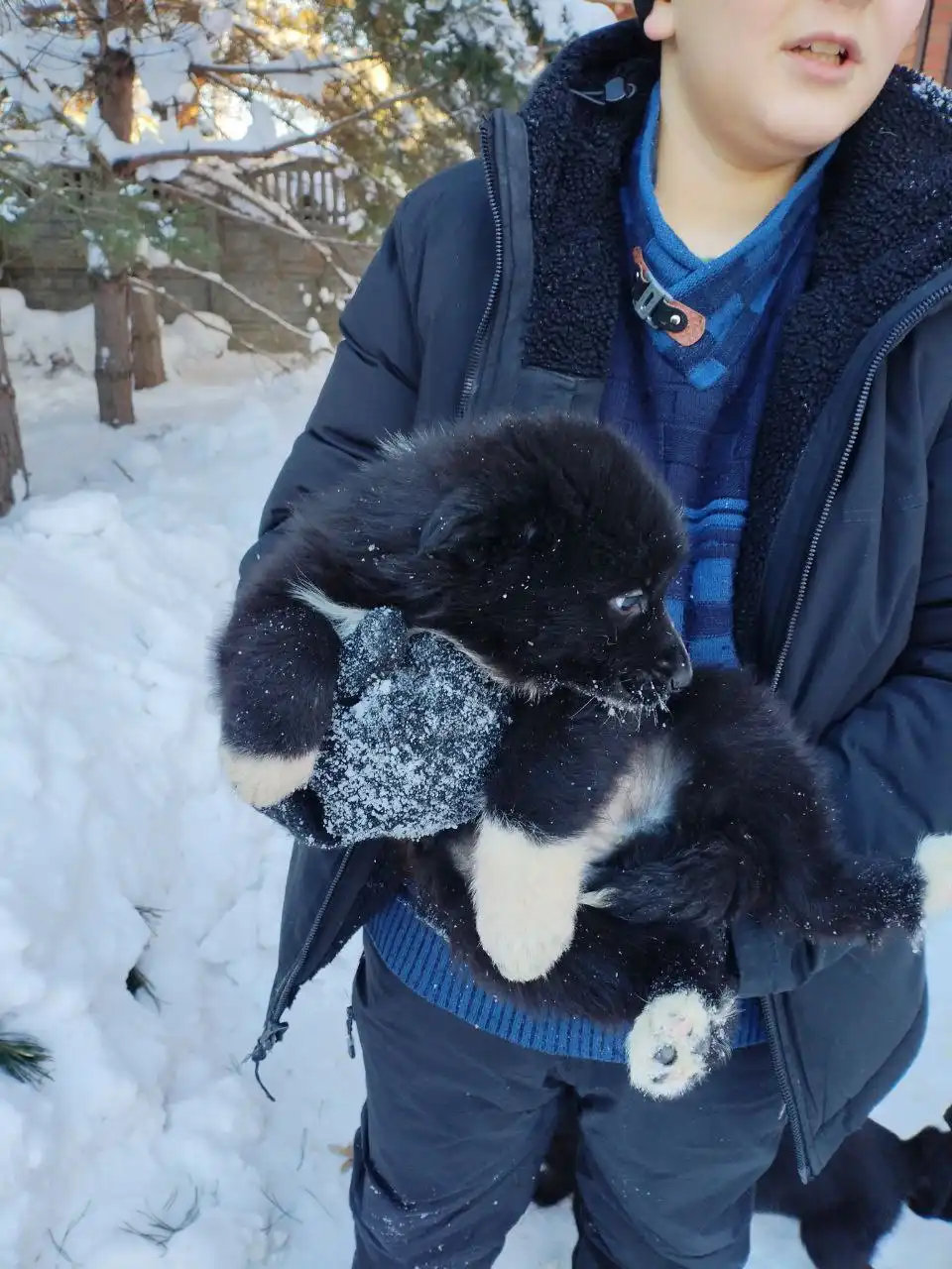 Щенки от немецкой овчарки в добрые руки - Собаки (Животные) в Казань