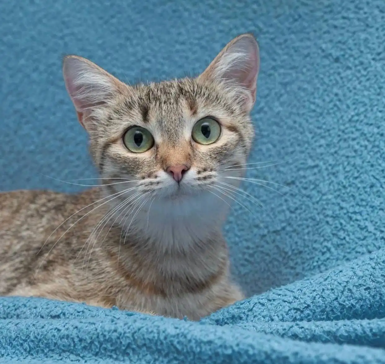 Кошка на счастье - отдам молодую кошечку найдёныша - Кошки (Животные) в Казань