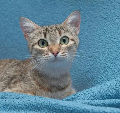 Кошка на счастье - отдам молодую кошечку найдёныша - Животные в Казань