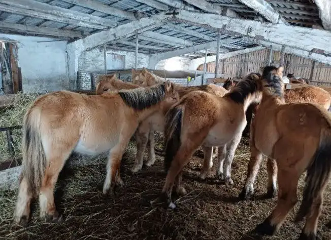 Продажа лошадей Полутяжи в Самарской области - Лошади (Животные) в Казань