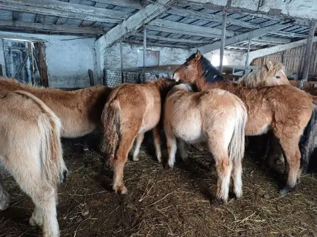 Продажа лошадей Полутяжи в Самарской области - Лошади (Животные) в Казань