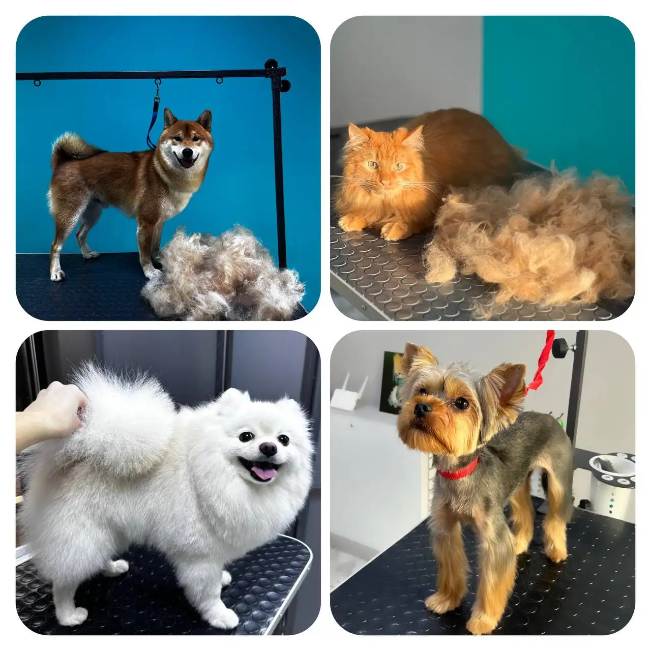 Услуги груминга для собак и кошек в Казани - Груминг для животных (Услуги) в Казань