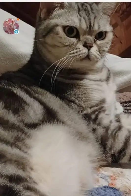 Отдам в добрые руки взрослую британскую кошечку Марго - Кошки (Животные) в Казань