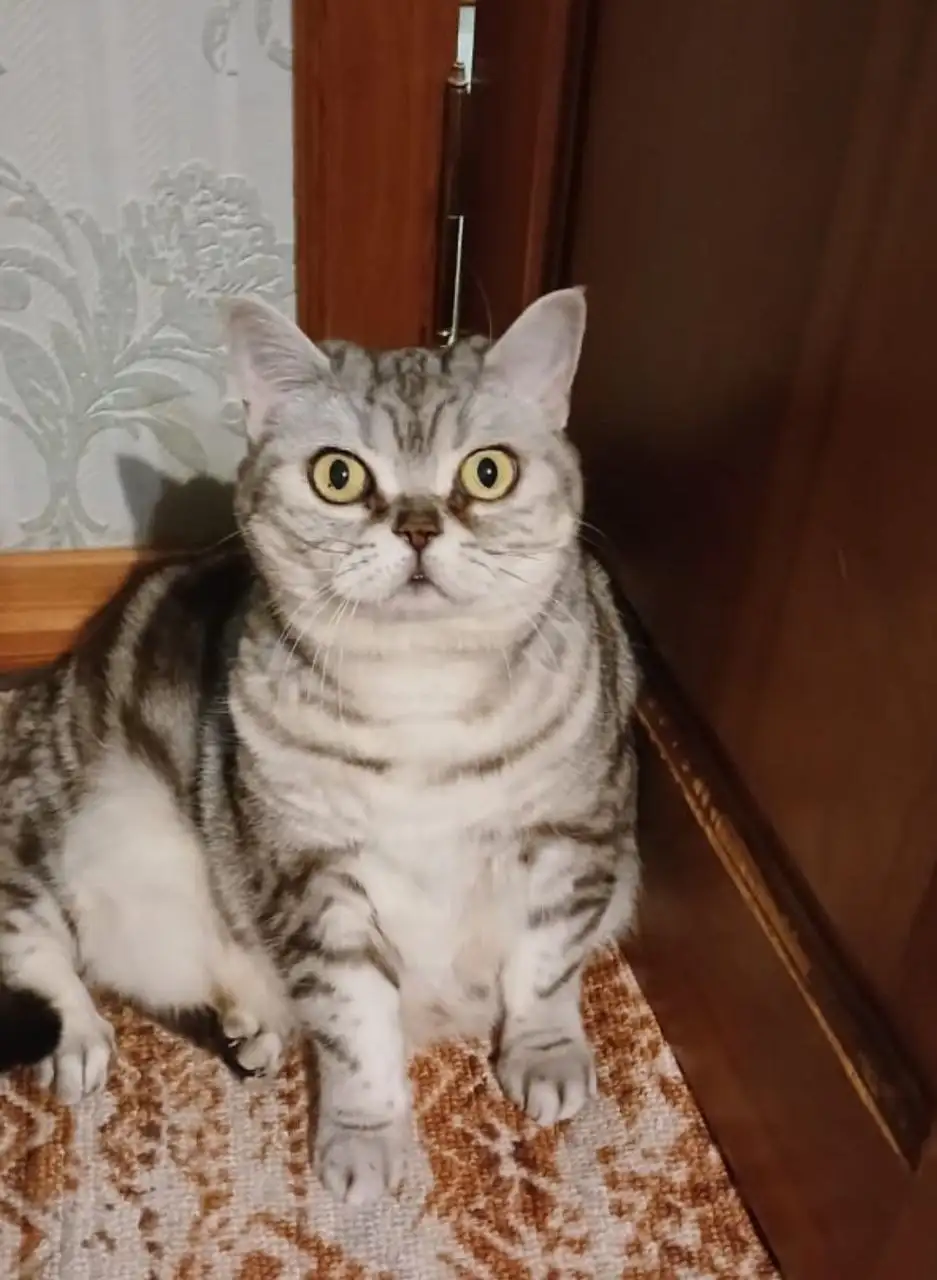 Отдам в добрые руки взрослую британскую кошечку Марго - Кошки (Животные) в Казань